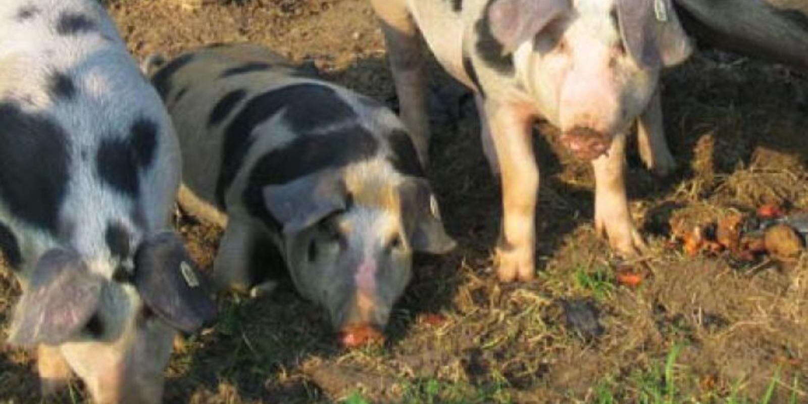 Perger Säfte handelt nach ganzheitlichen Ökogrundsätzen